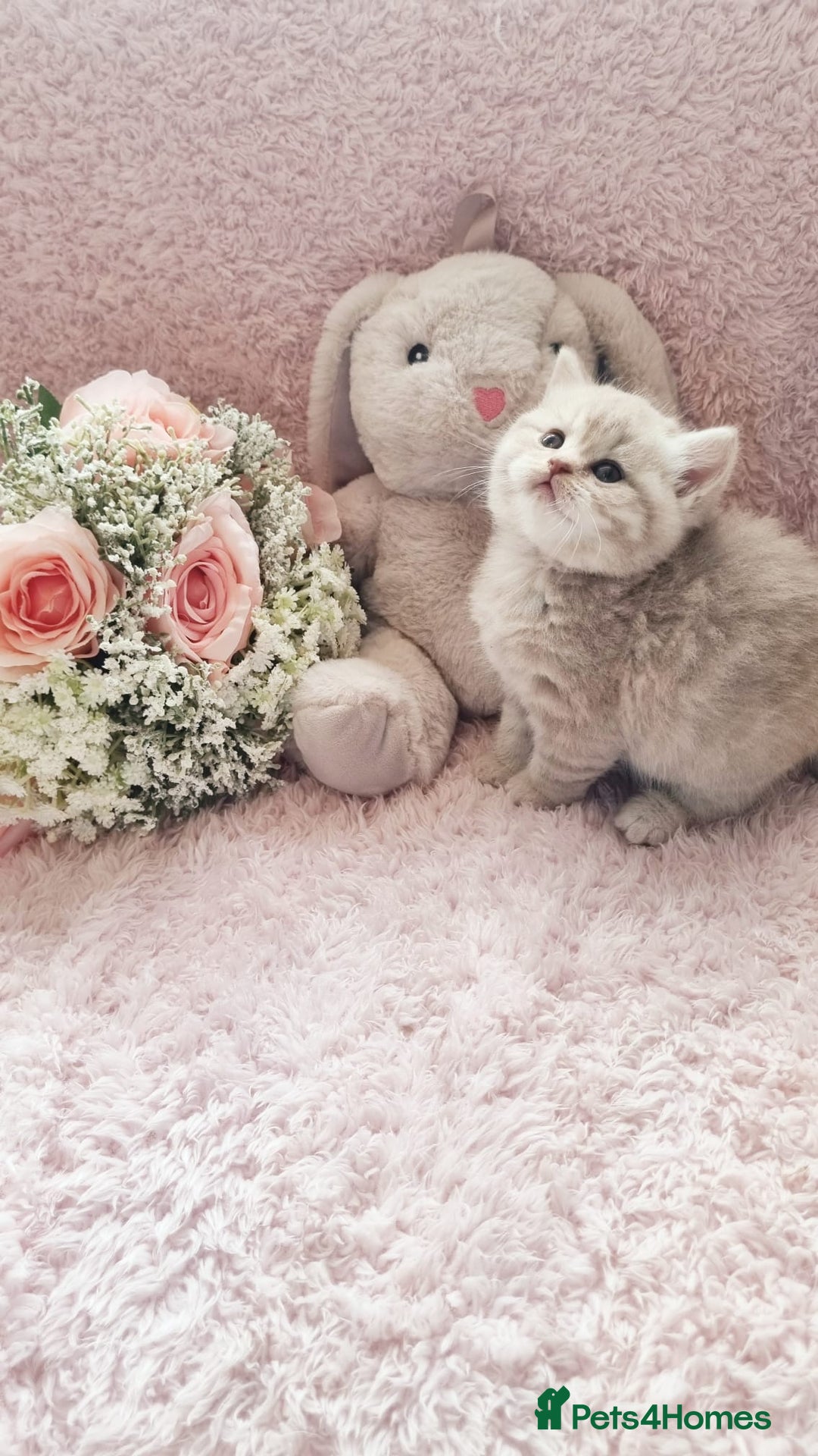 Scottish Fold cats for sale: Stunning TICA Registered Babies in Bolton - Image 25