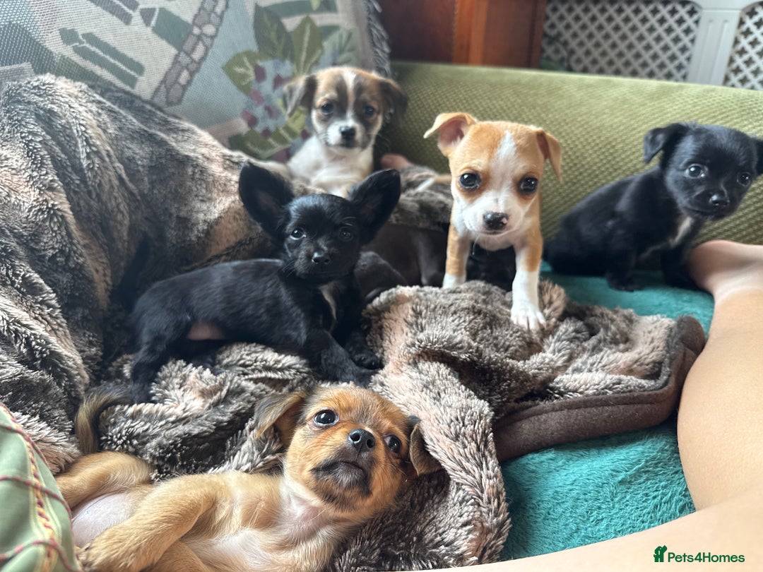 Chihuahua dogs for sale: Chihuahua X Puppies - Image 28