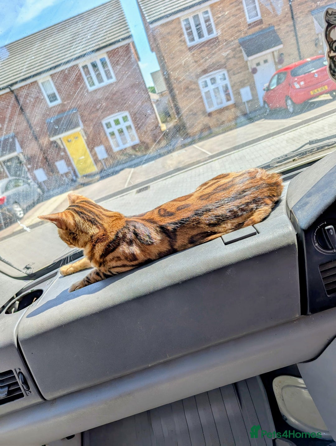 Bengal cats for sale: Beautiful, Loving Bengal Looking for a New Home - Image 3