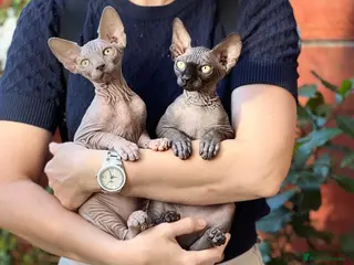 Sphynx cats 🐾 Two adorable kittens looking for family! 🐾 - Advert 1