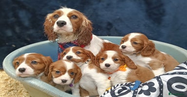 Cavalier King Charles Spaniel dogs - Advert 2