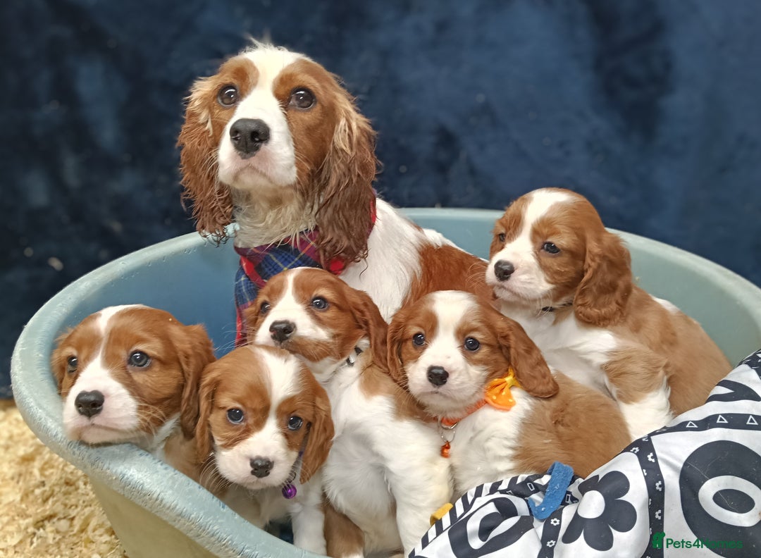 Cavalier King Charles Spaniel dogs for sale: 🩷KC Registered Cavalier King Charles Spaniels 🩷 - Image 11