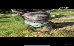 Mixed Breed dogs for sale: Keeba - Image 2