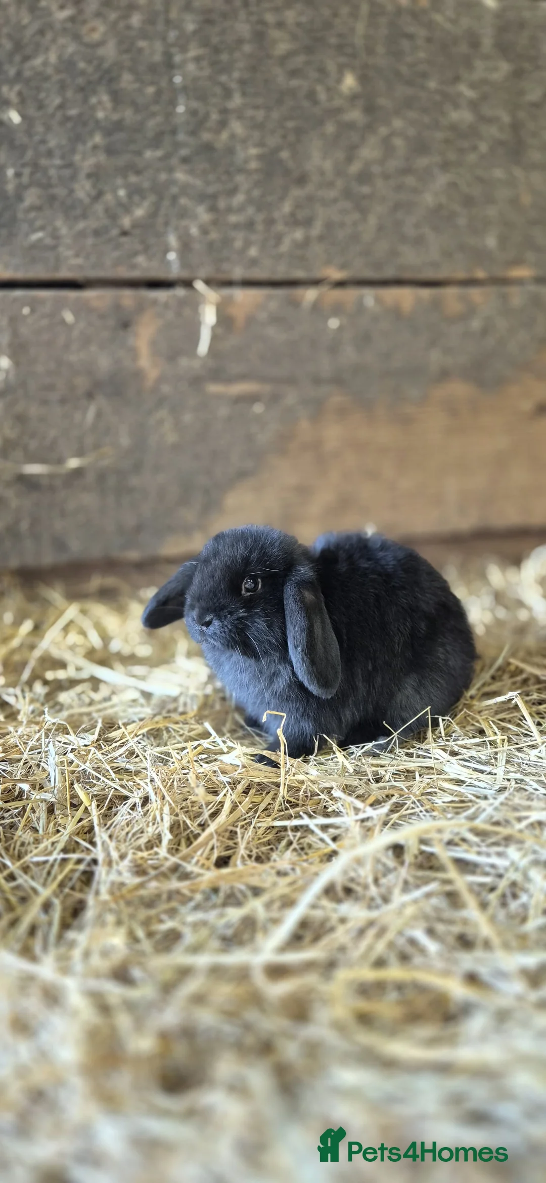 Mini Lop rabbits for sale: Lop eared baby rabbits 6 weeks old - Advert 4