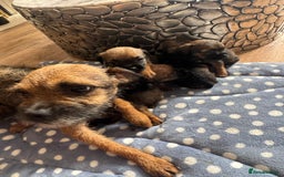 Border Terrier dogs for sale: Beautiful litter of 7 border terrier puppies KC  - Image 2