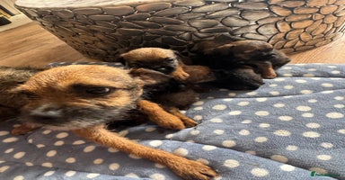Border Terrier dogs - Advert 2