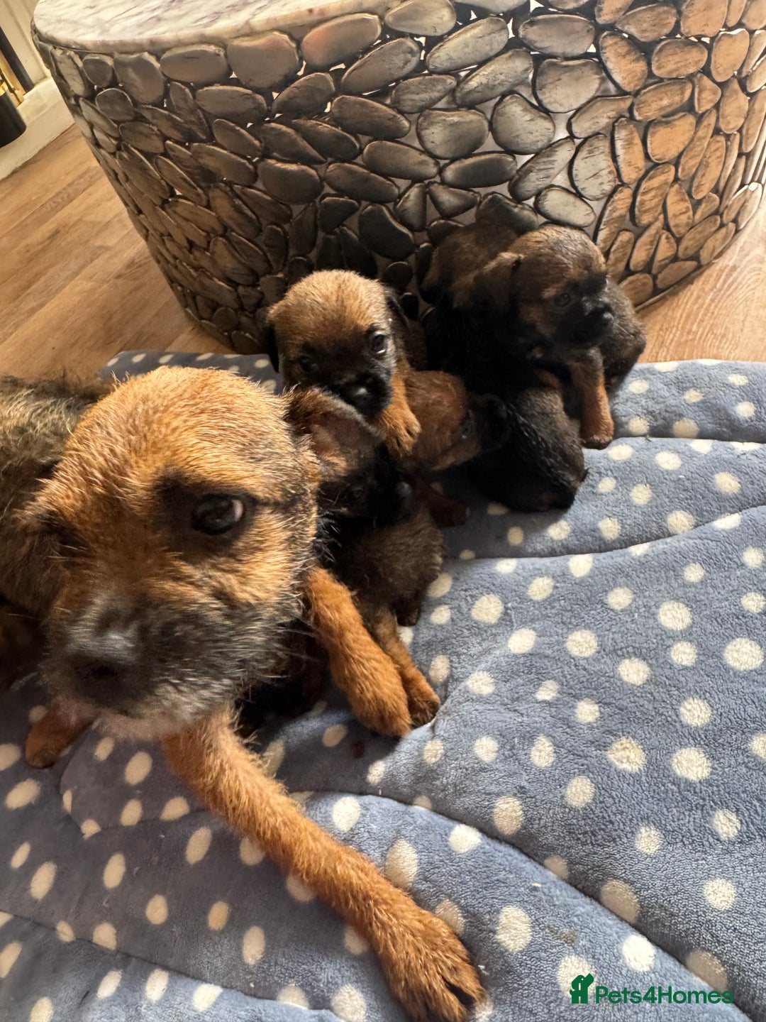 Border Terrier dogs for sale: Beautiful litter of 7 border terrier puppies KC  - Image 2