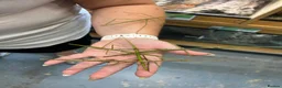 Mixed Breed invertebrates for sale: Various Invertebrates At Urban Exotics  - Advert 11