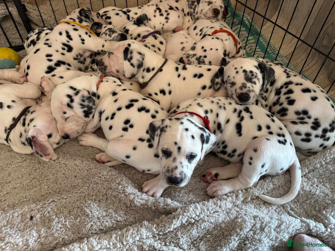 Dalmatian Dogs Dalmatian Adoption Deaf Dalmatian For Sale - Main Image