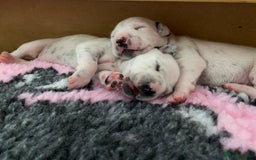 Dalmatian dogs for sale: Top quality show type Dalmatian pups 🐶  - Image 20