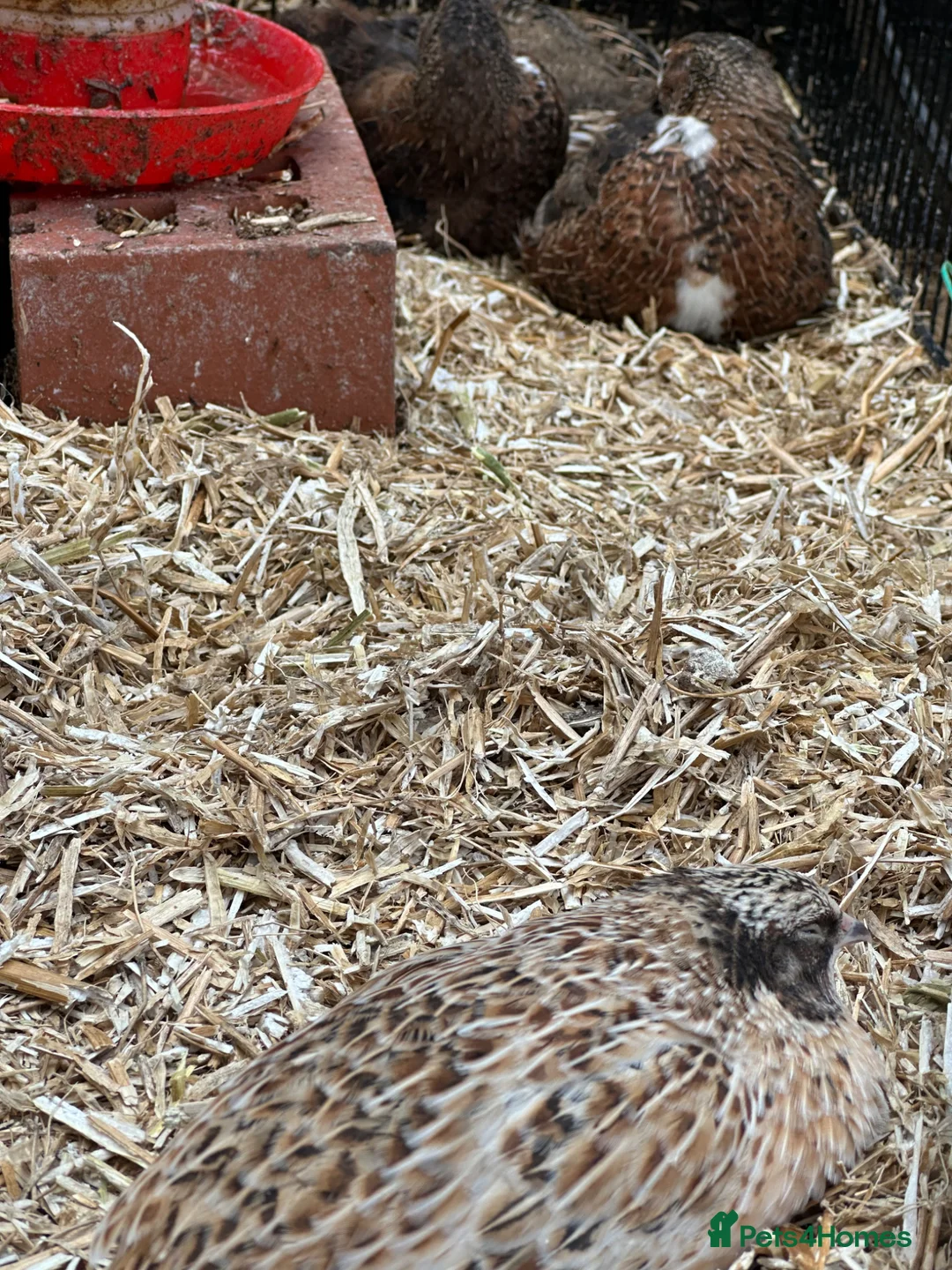 Quail poultry for sale: Mixed quail. 6 weeks old. Male and female.  - Advert 2