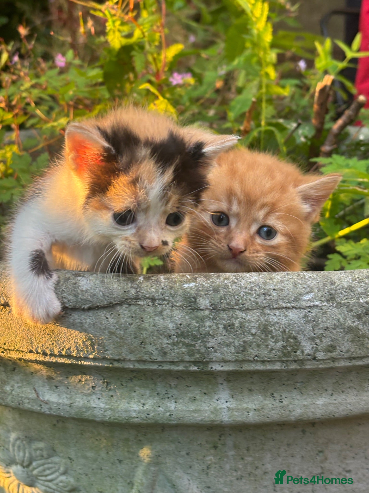 Mixed Breed cats Beautiful Calico & Tortie Kittens. Ready in 3 week - Advert 11