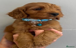 Cockapoo dogs for sale: Stunning Fox Red f1 cockapoo puppies  - Image 10