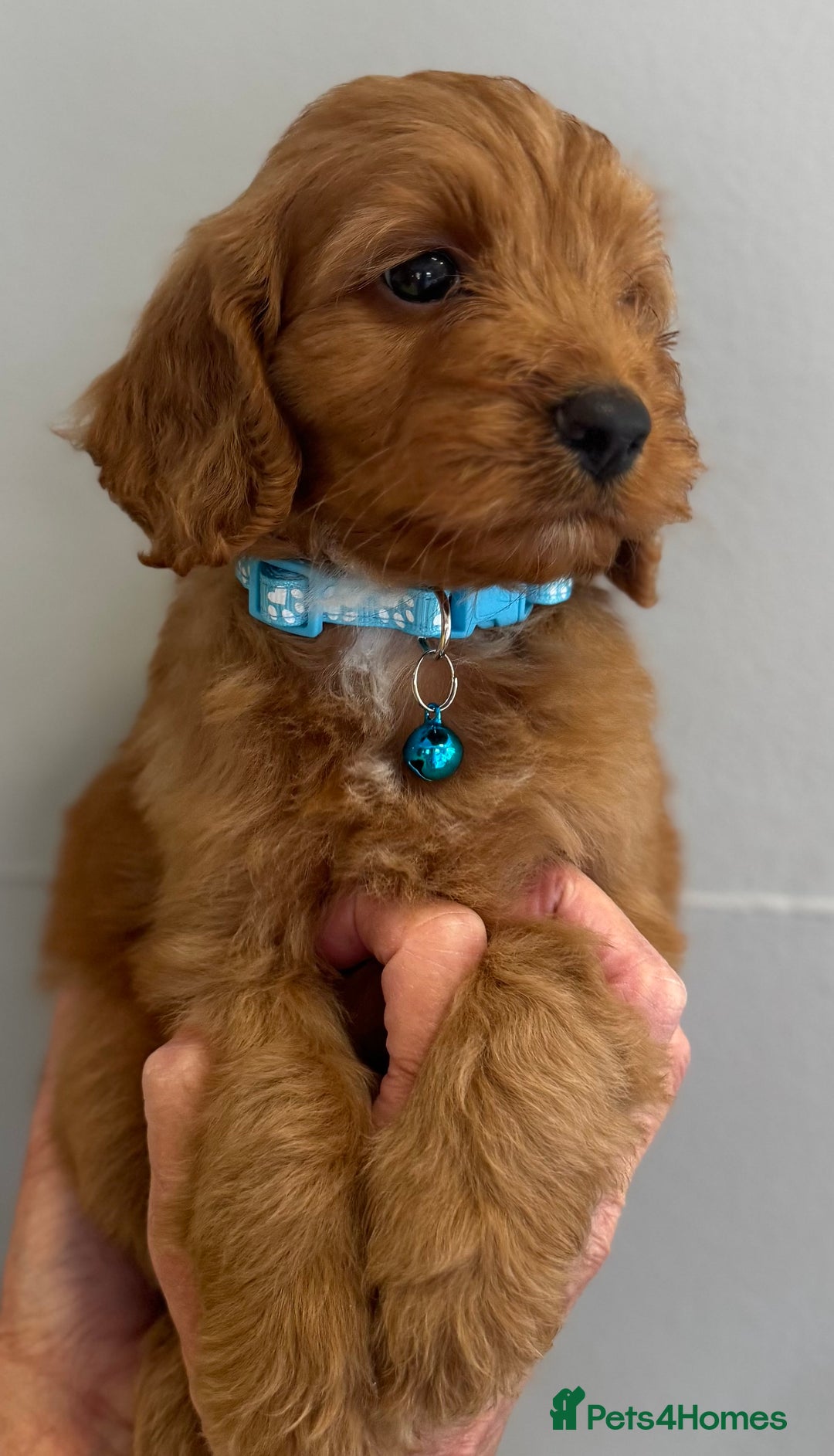 Cockapoo dogs for sale: Stunning Fox Red f1 cockapoo puppies  - Image 10