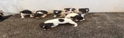 Jack Russell dogs for sale: Traditional Jack Russell Puppies  - Advert 15