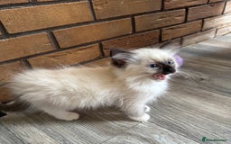 Ragdoll cats for sale: 5 gorgeous pedigree ragdolls - Image 2