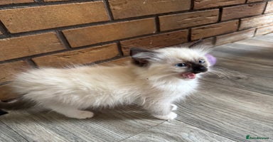 Ragdoll cats - Advert 3