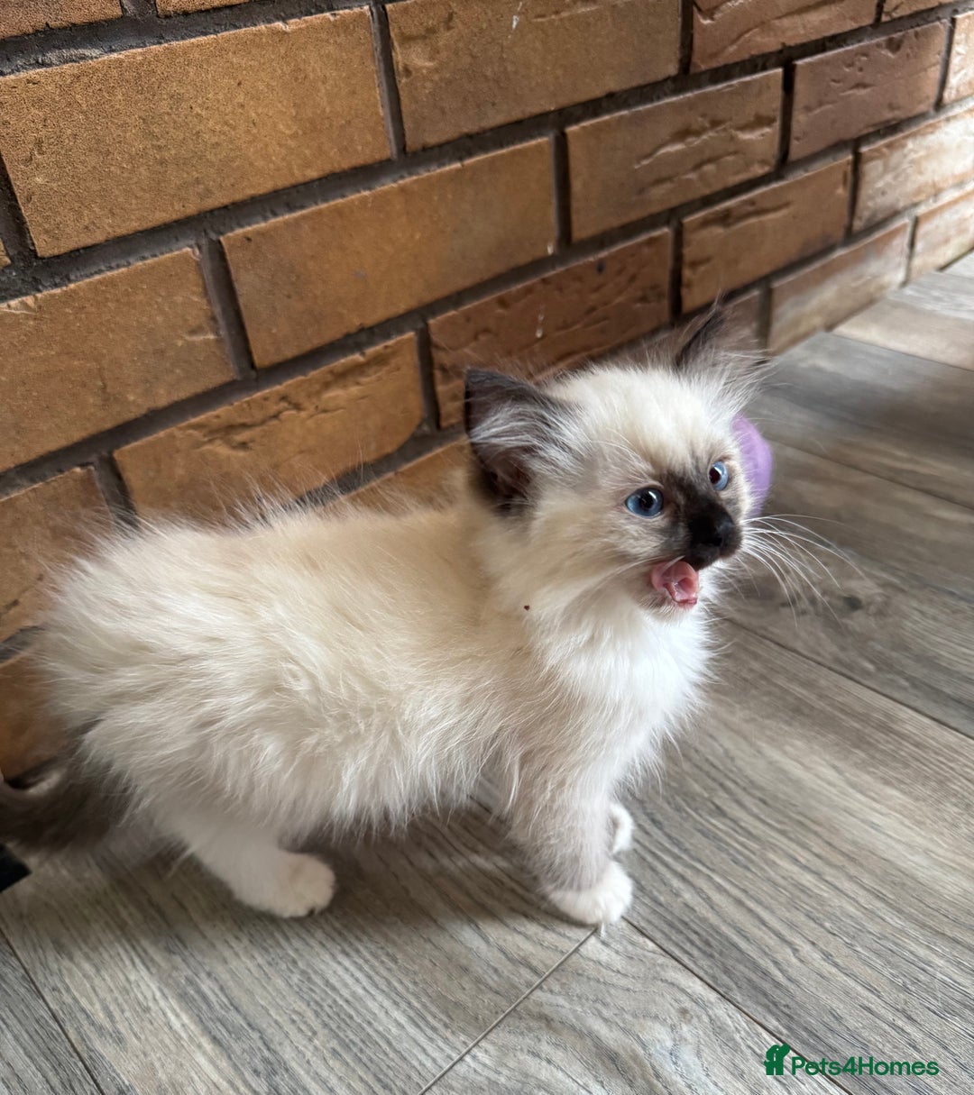 Ragdoll cats for sale: 5 gorgeous pedigree ragdolls - Image 2
