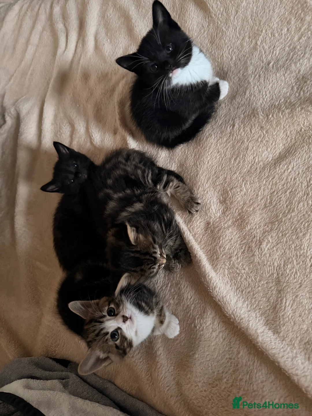 Mixed Breed cats for sale: X4 beautiful kittens looking for forever home.  - Advert 7