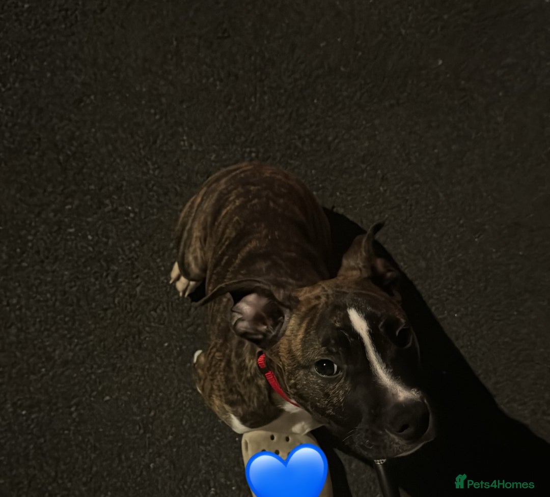 American Bulldog dogs for sale: Male puppy  - Image 3