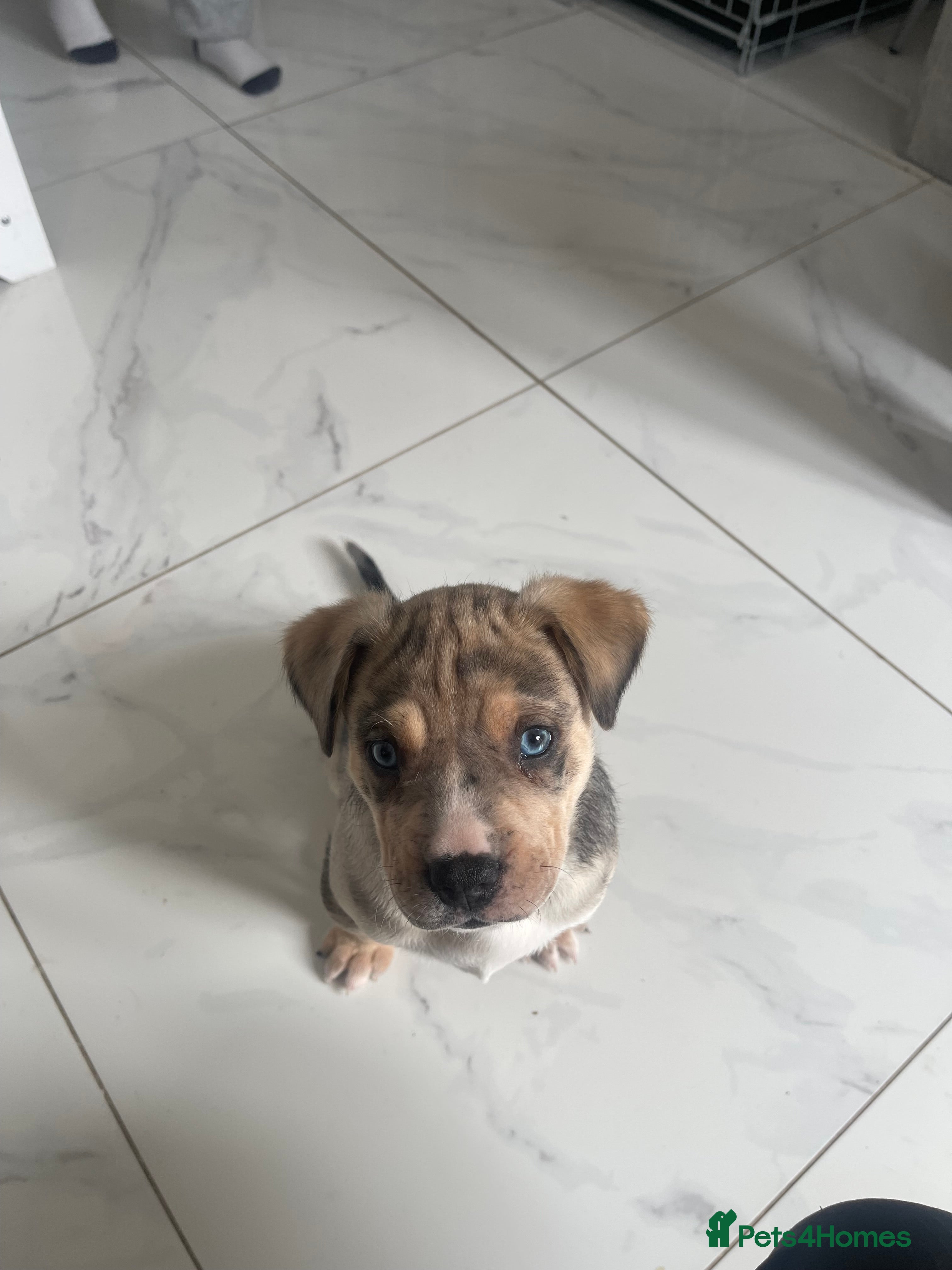 Mixed Breed dogs Old Tyme Bulldog x Husky Puppy - Advert 2