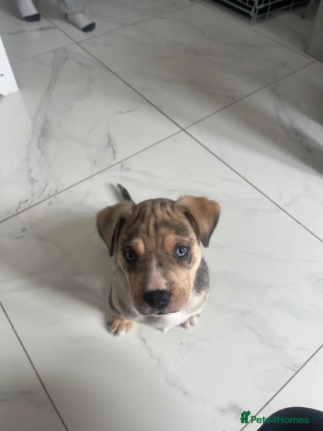 Mixed Breed dogs for sale: Old Tyme Bulldog x Husky Puppy in Leyland - Advert 1