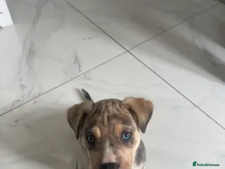 Mixed Breed dogs Old Tyme Bulldog x Husky Puppy - Advert 2