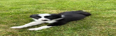 Border Collie Puppy 5