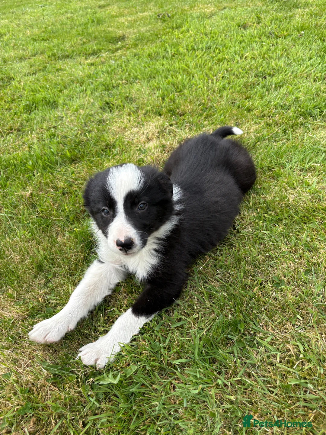 Border Collie dogs for sale: Rare Welsh Border Collie Puppies - Advert 2