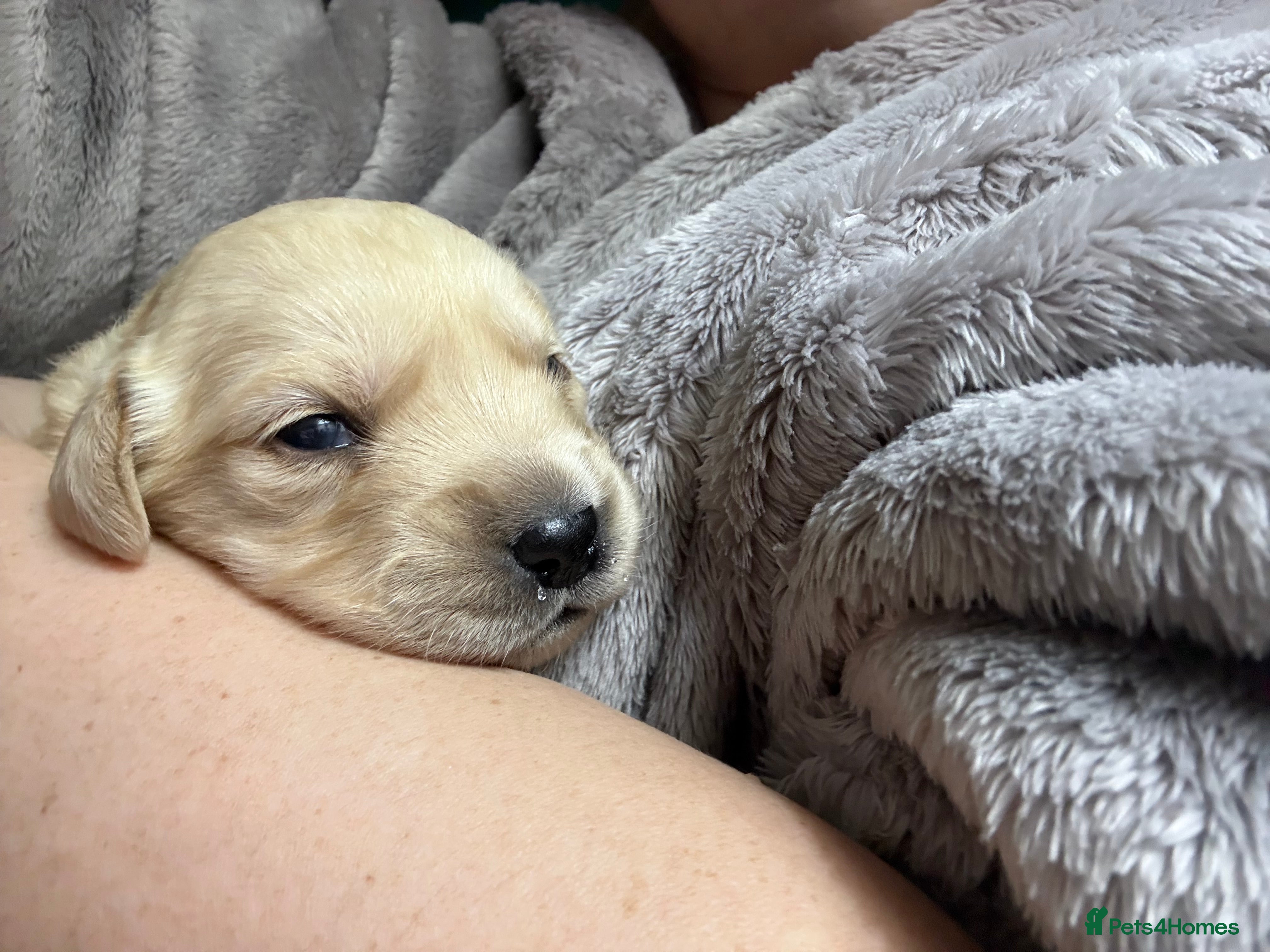 Goldador dogs 8 beautiful golden retriever x red lab puppies  - Advert 1