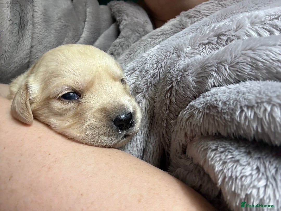 Goldador dogs for sale: 8 beautiful golden retriever x red lab puppies  - Advert 1