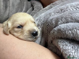 Goldador dogs 8 beautiful golden retriever x red lab puppies - Advert 1