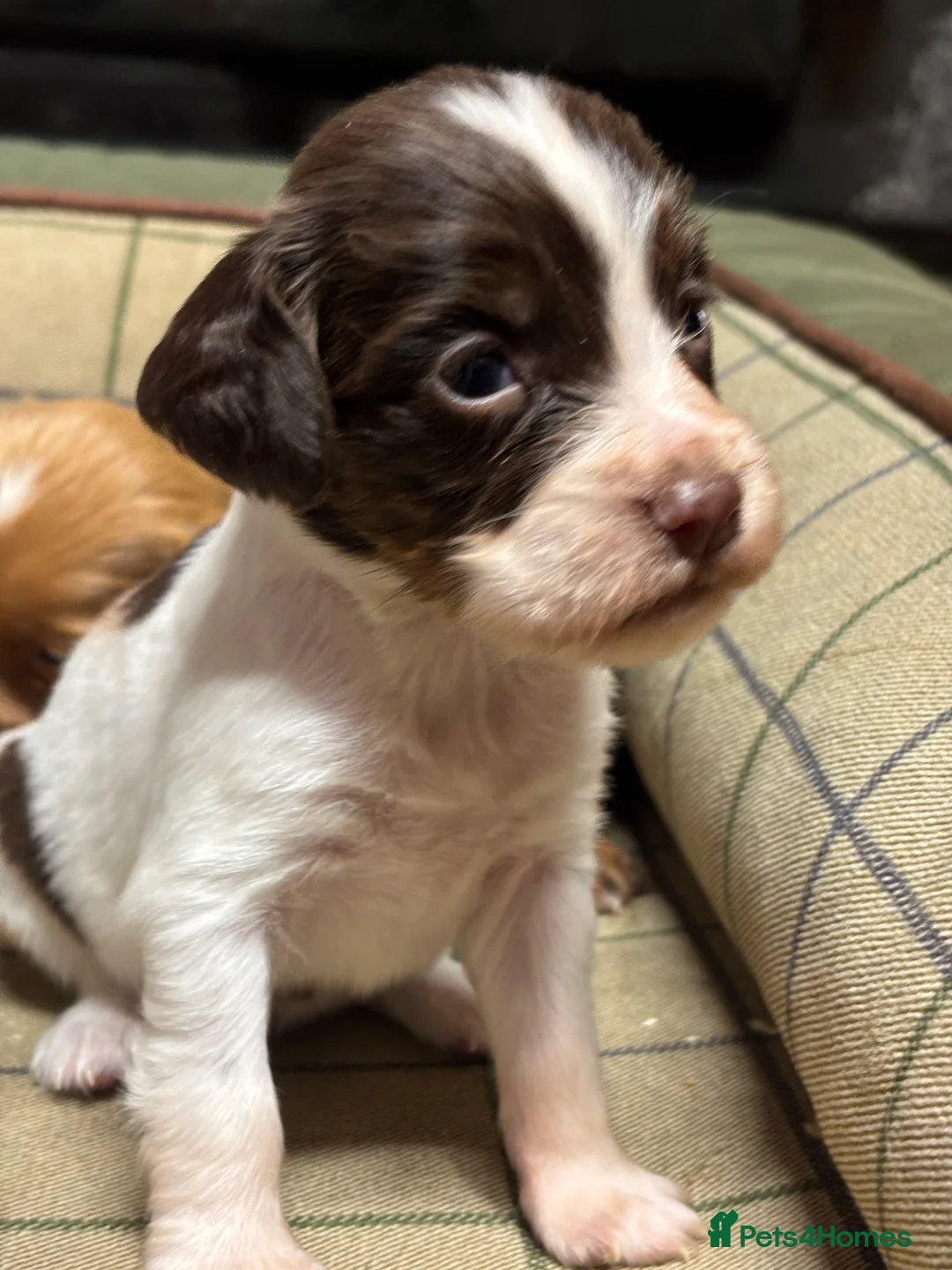 Cocker Spaniel dogs for sale: Stunning Cocker Spaniel Puppies  - Advert 8