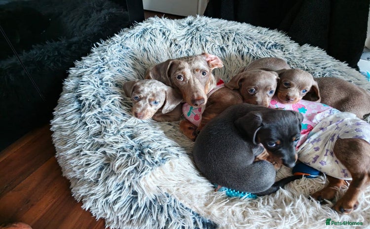 Miniature Dachshund dogs - Advert 5