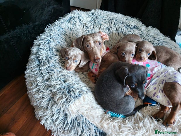 Miniature Dachshund dogs - Advert 5