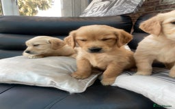 Golden Retriever dogs for sale: 5⭐️ Golden Retriever Puppies - Ready Soon ❤️🐶 - Image 15