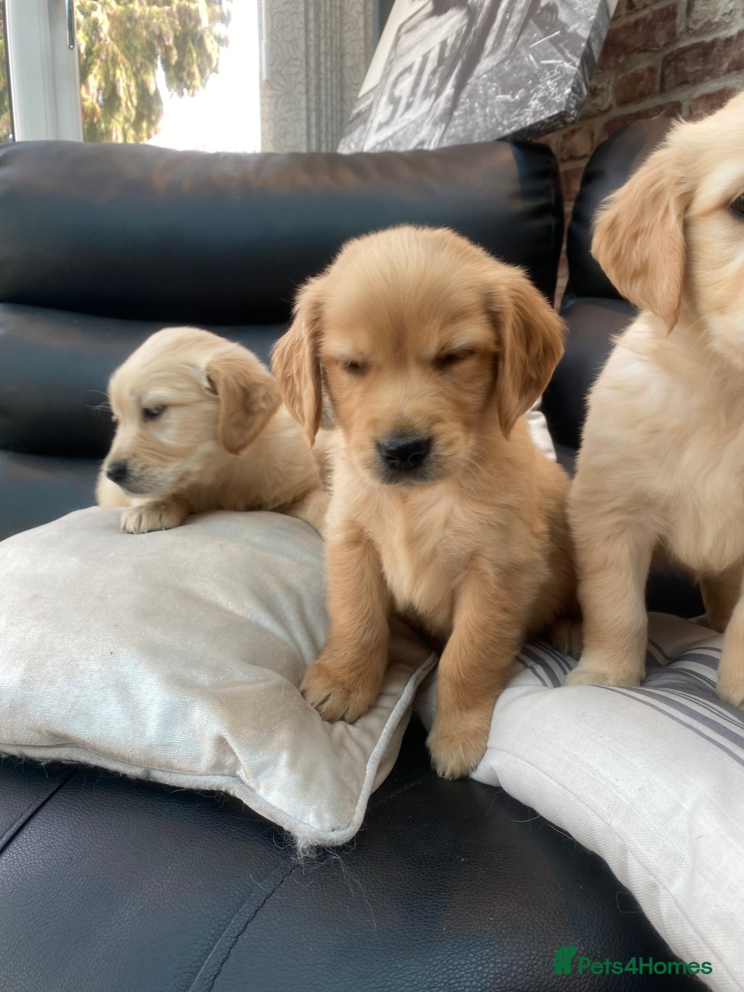 Golden Retriever dogs for sale: 5⭐️ Golden Retriever Puppies - Ready Soon ❤️🐶 - Image 15