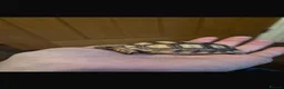 Tortoise reptiles for sale: 2 Sulcata Tortoises for sale  - Advert 9