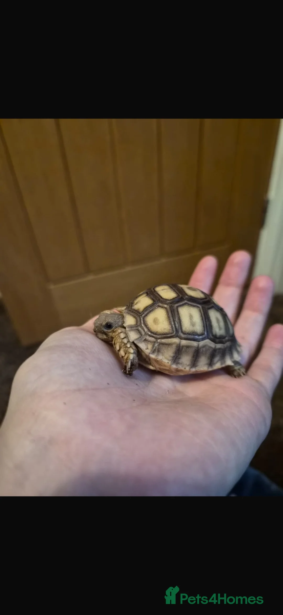 Tortoise reptiles for sale: 2 Sulcata Tortoises for sale  - Advert 9