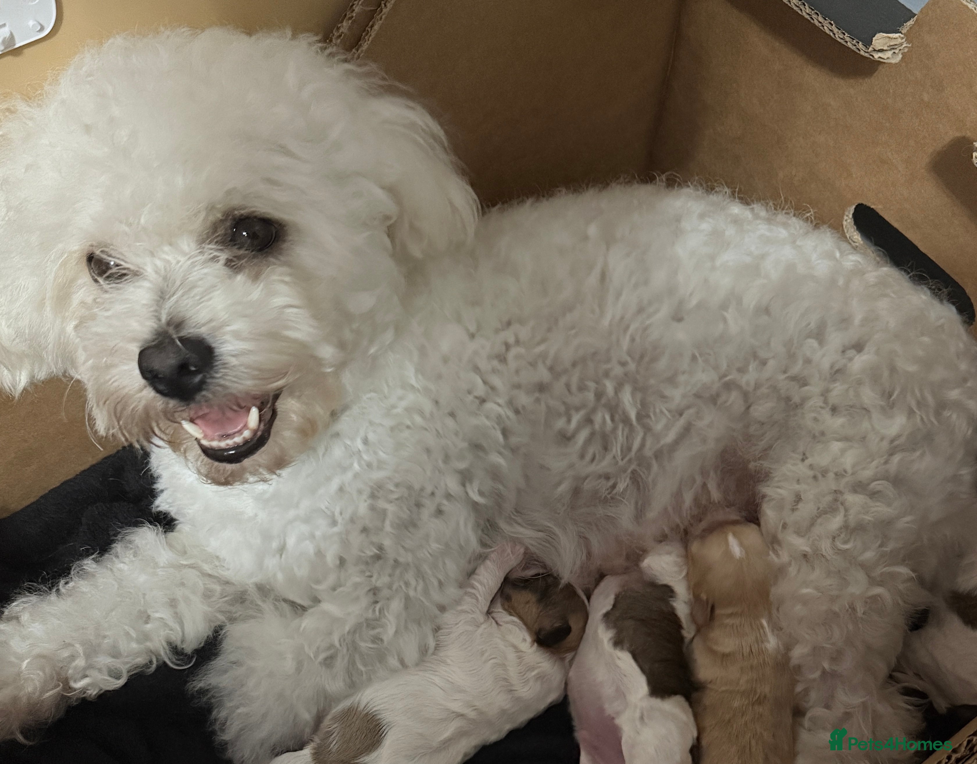 Mixed Breed dogs Mixed puppies  - Advert 5