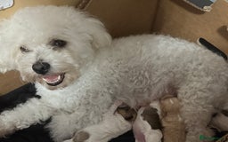 Mixed Breed dogs for sale: Mixed puppies  - Advert 1