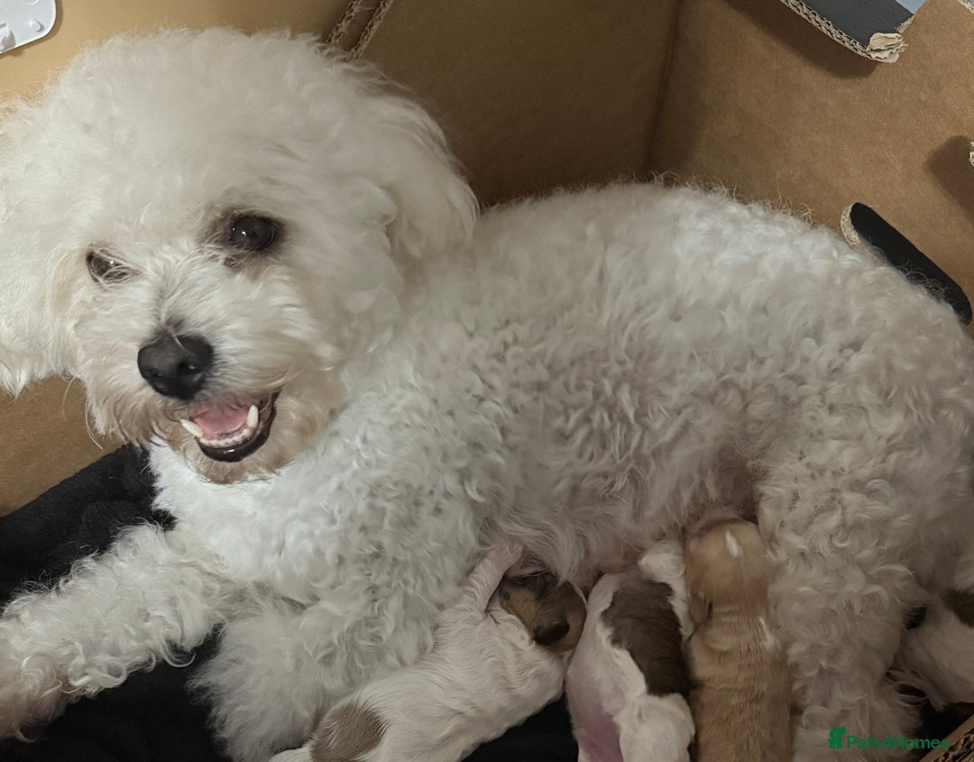 Mixed Breed dogs for sale: Mixed puppies  - Advert 1