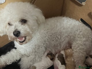 Mixed Breed dogs Mixed puppies - Advert 1