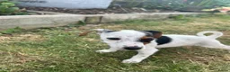 Jack Russell dogs for sale: Jack Russell terrier pups for sale - Advert 7