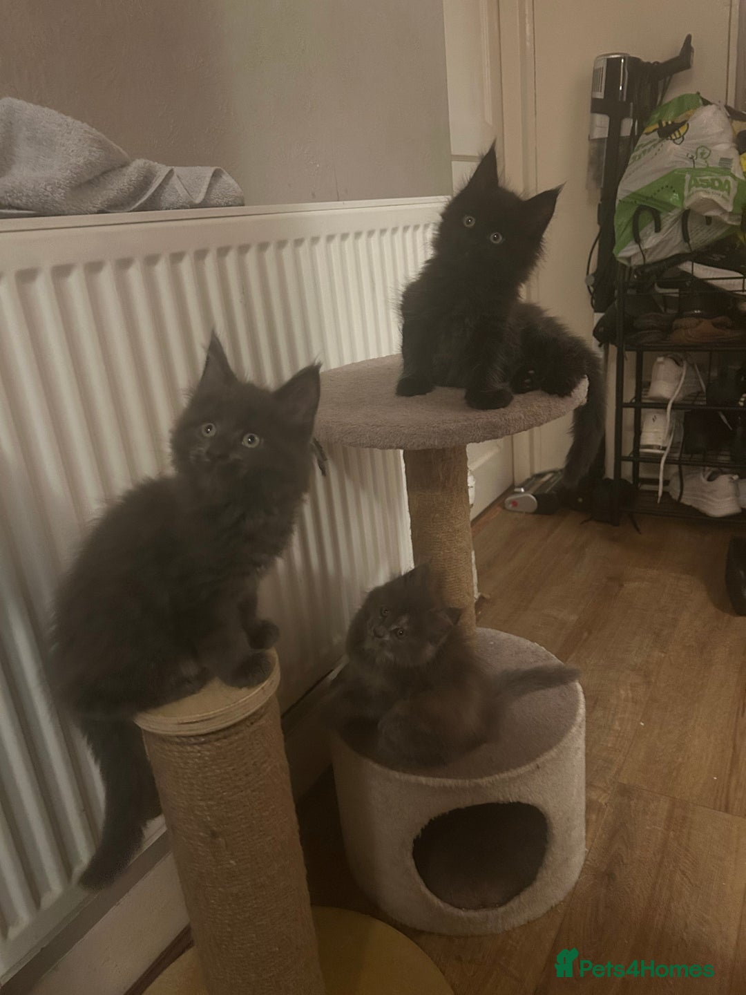 Maine Coon cats for sale: 5 beautiful maine coones  - Image 14