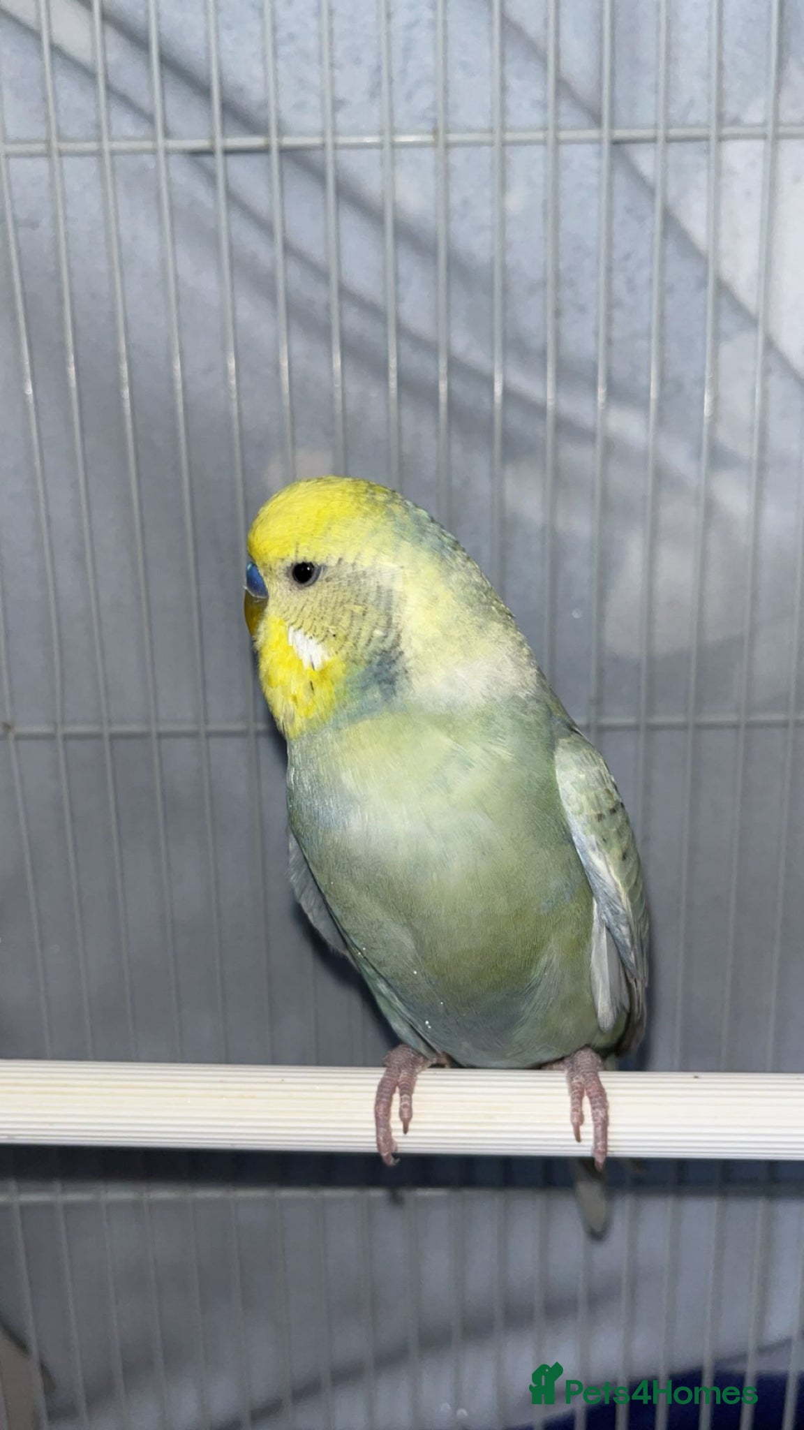 Budgerigars birds Little Kiwi  - Advert 1