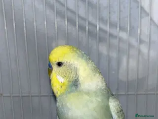 Budgerigars birds Little Kiwi - Advert 2