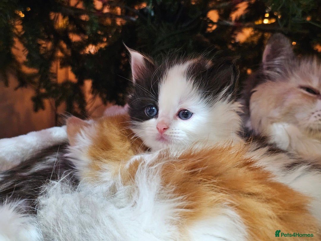 Ragdoll cats for sale: Soo cudly and playfull, two litters! - Advert 8