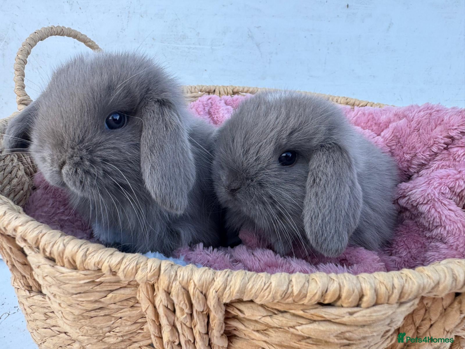 Mini Lop rabbits Pure bred Mini Lop Rabbits - Advert 2