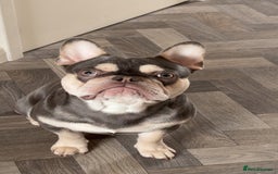 French Bulldog dogs for sale: FrenchBulldog  - Image 4